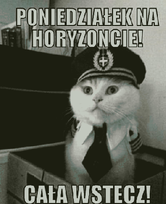 Kot ogłasza, że poniedziałek jest na horyzoncie